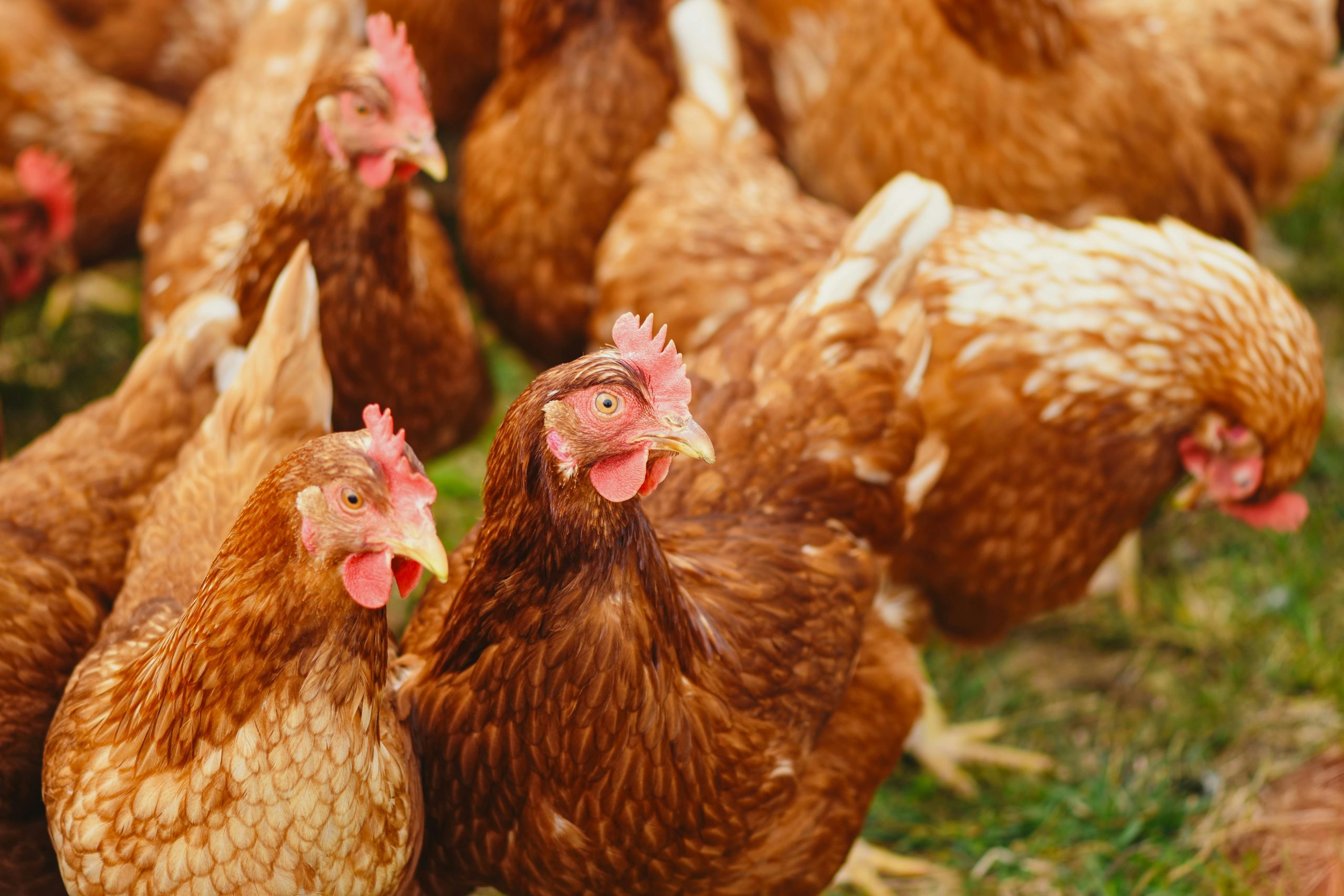 4. Farmers’ Markets and Co-ops