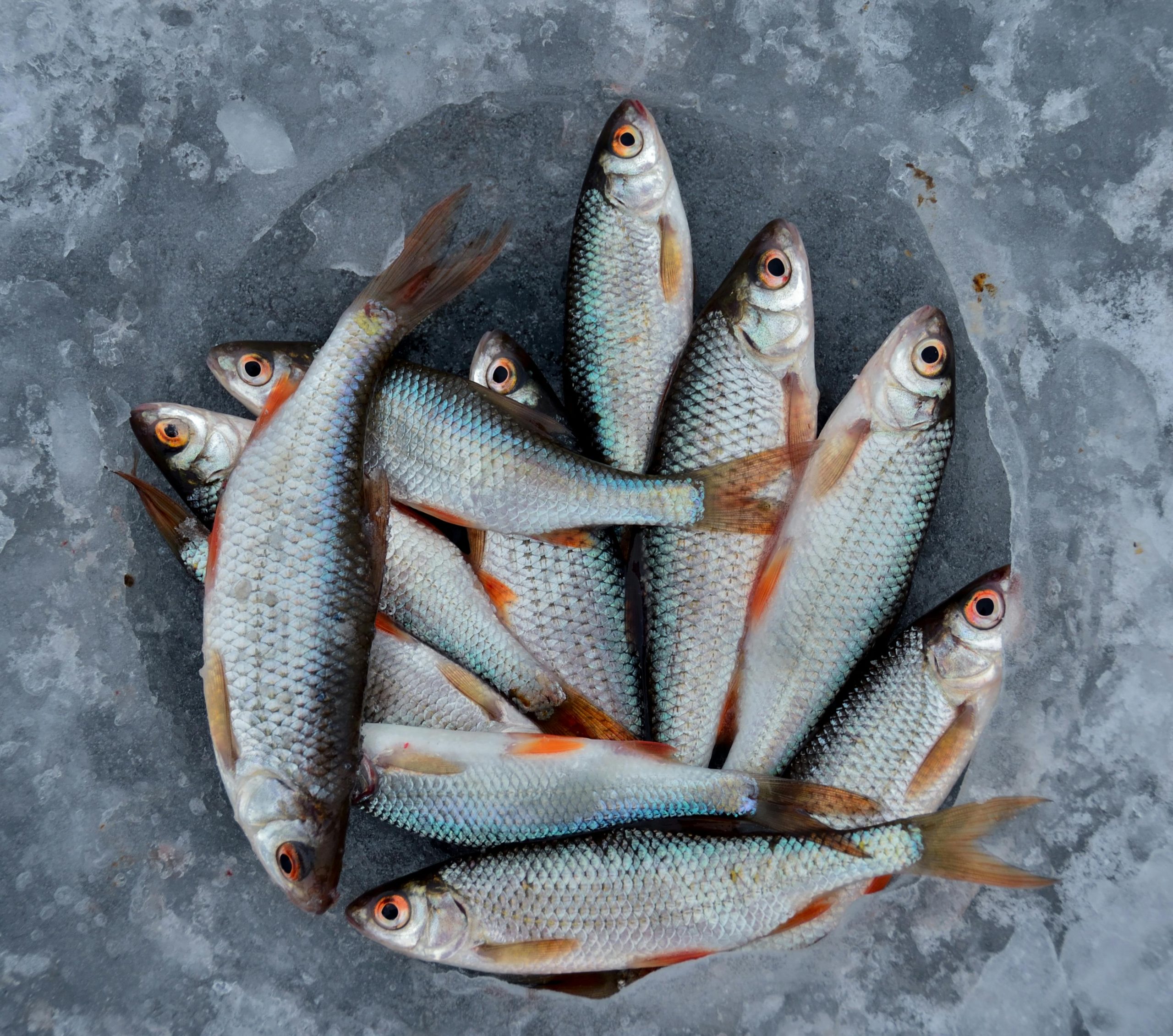 4. Organic Fish