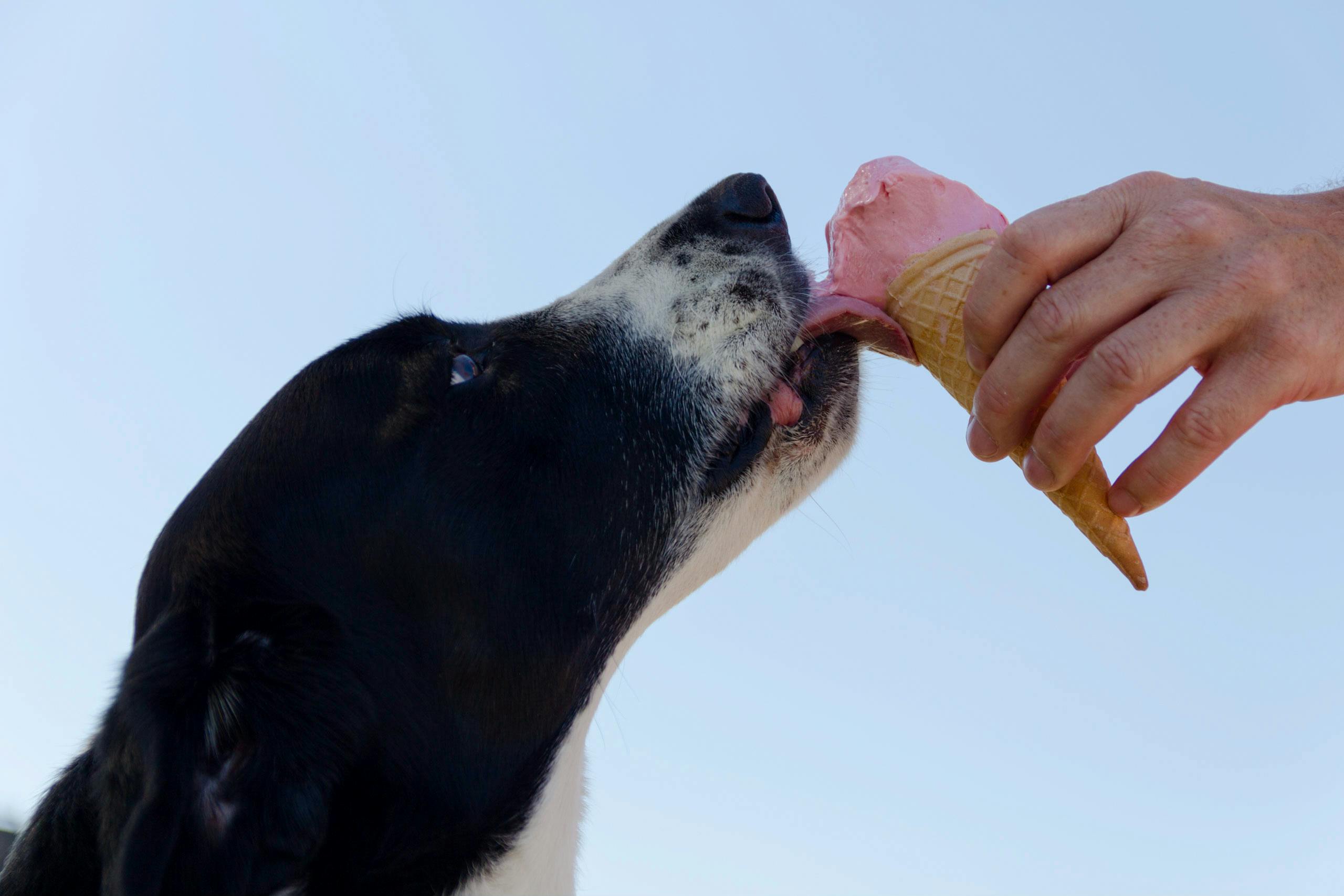 11. Ask for a "Pup Cup"—Even If You Don’t Have a Dog