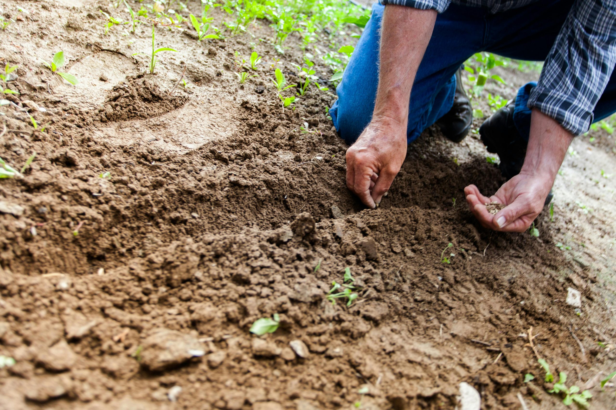 8. Grow Your Organic Herbs and Vegetables
