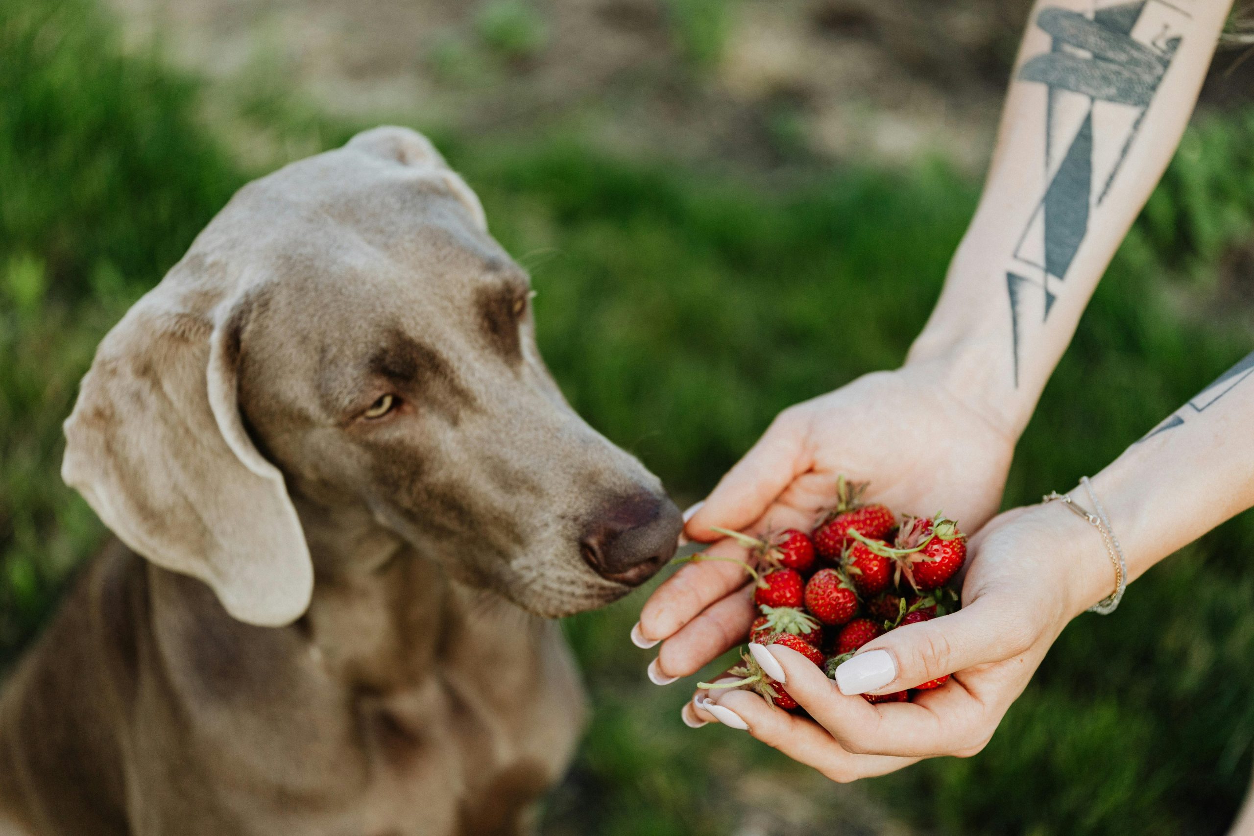 6. Free Dog Treats at Pet Stores