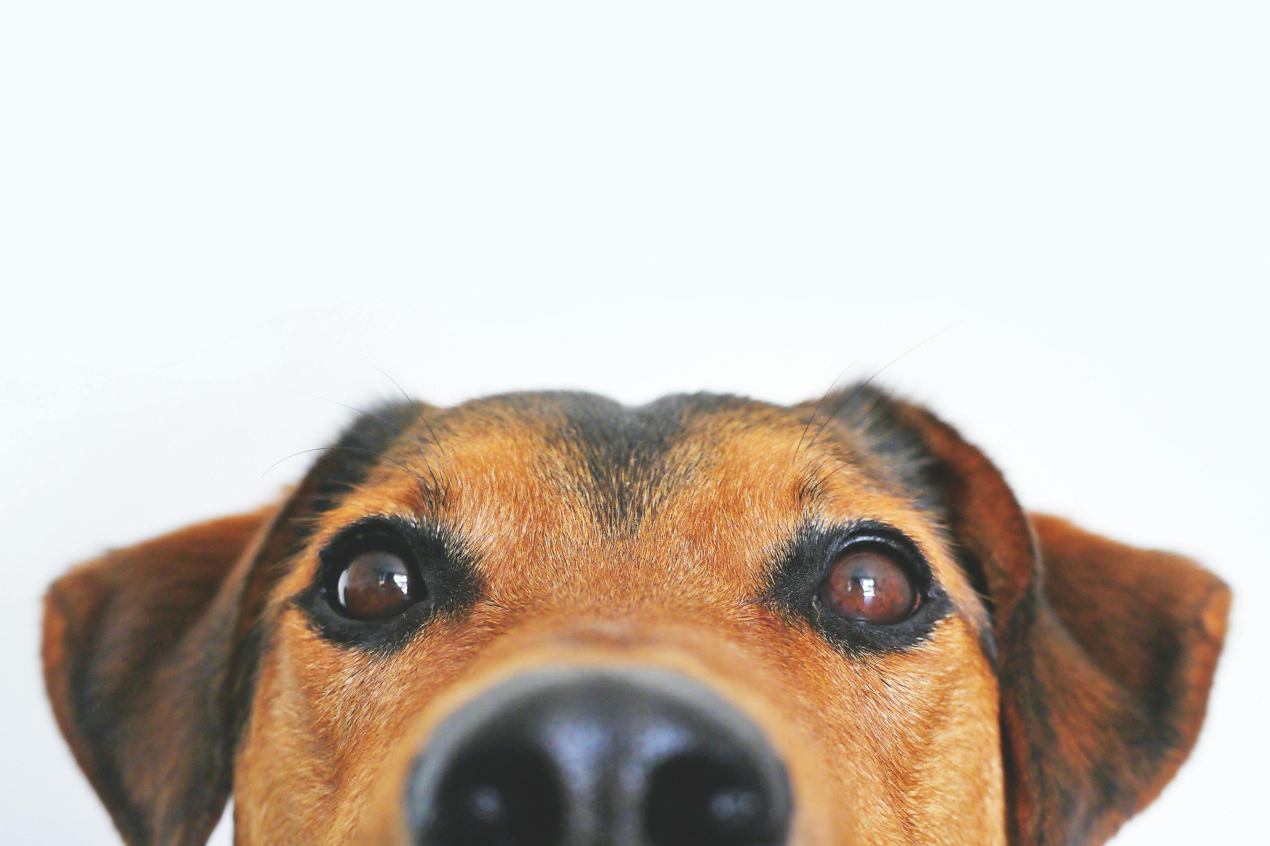 5. Pet Food and Supplies