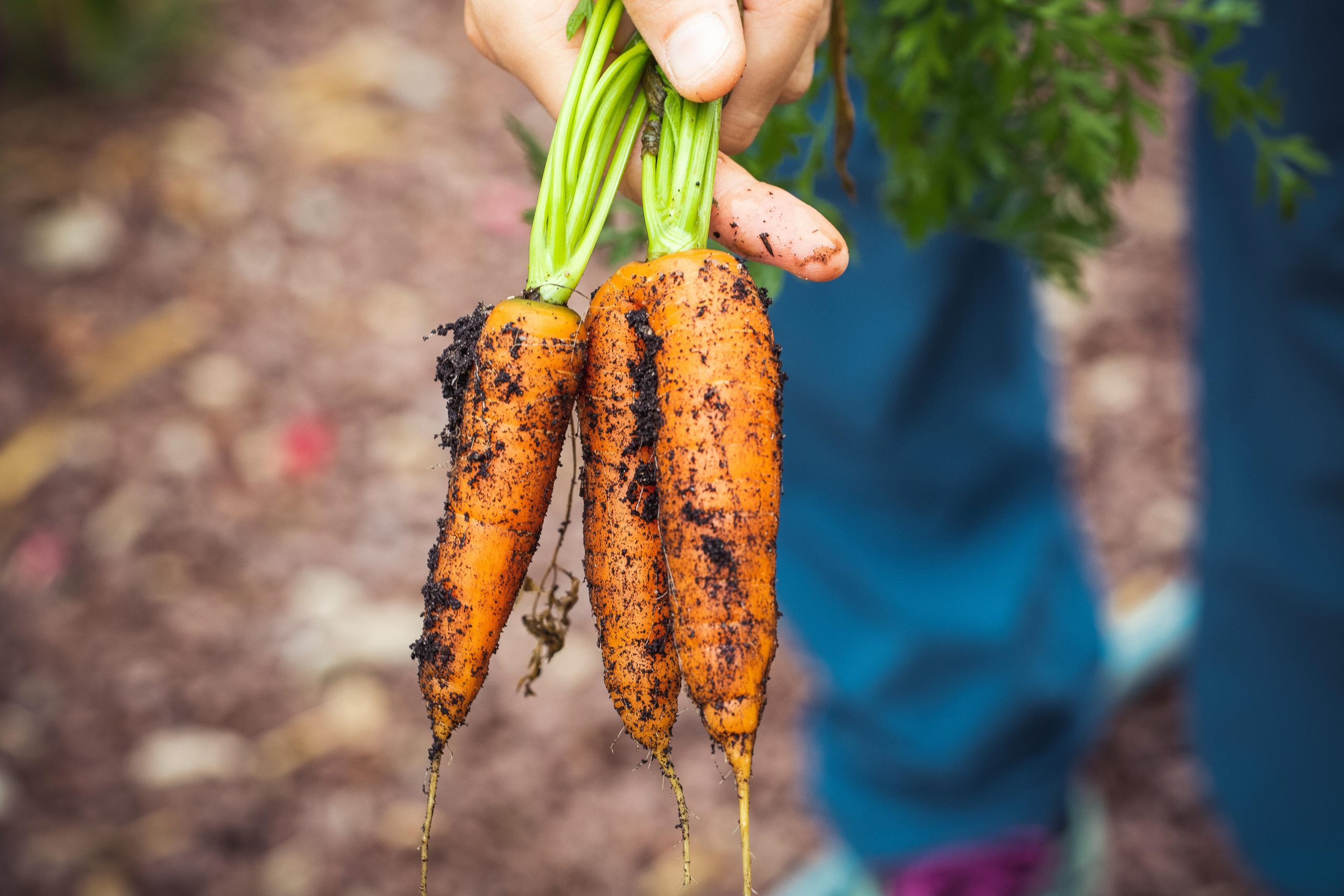 Cheap Organic Food: 10 Hacks to Make Healthy Eating Affordable