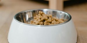 Affordable Healthy Dog Food: 8 Brands That Are Big on Nutrition, Small on Cost
