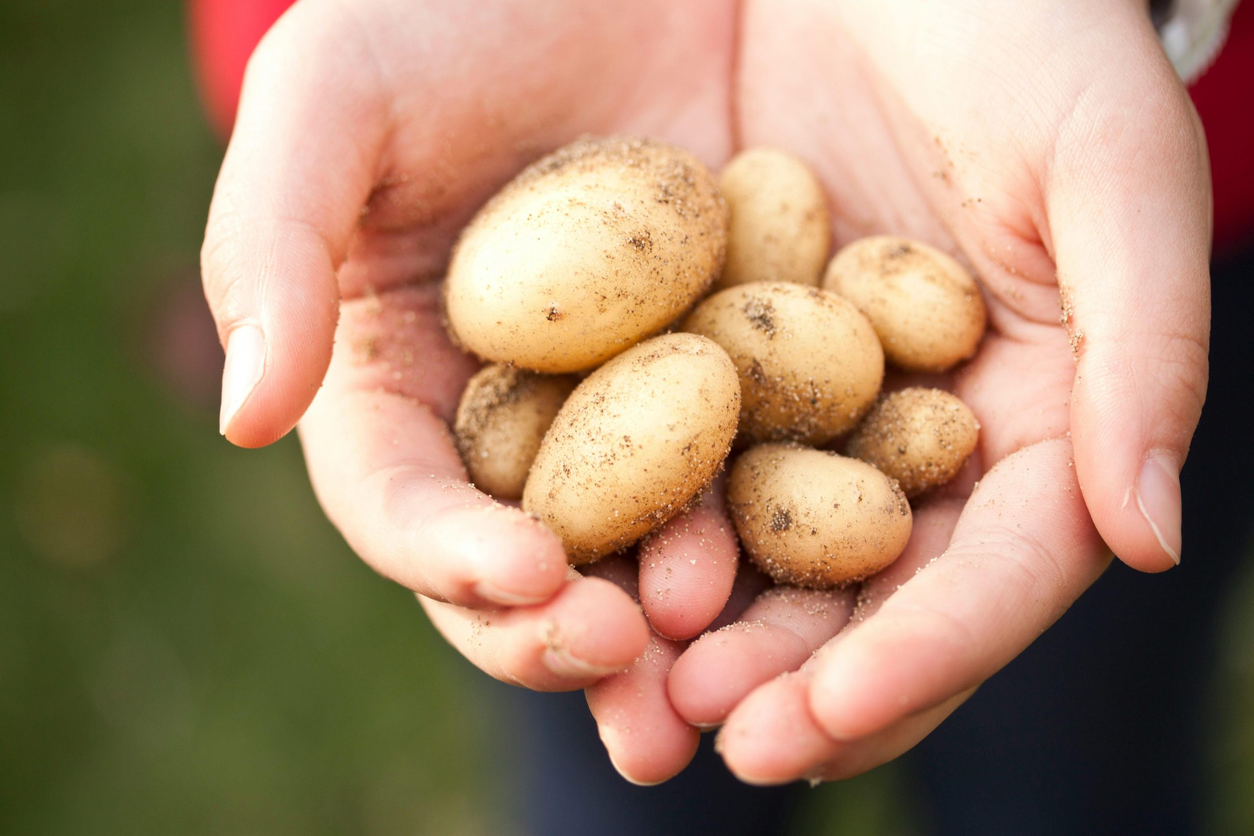 11. Use Potatoes and Pasta as Budget-Friendly Fillers