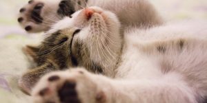 These Are the 7 Best Kitty Litter Brands on the Market