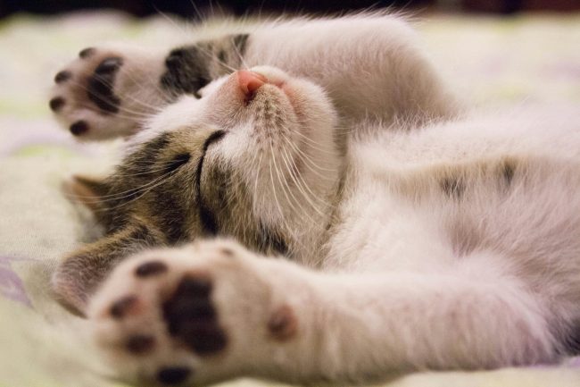 These Are the 7 Best Kitty Litter Brands on the Market