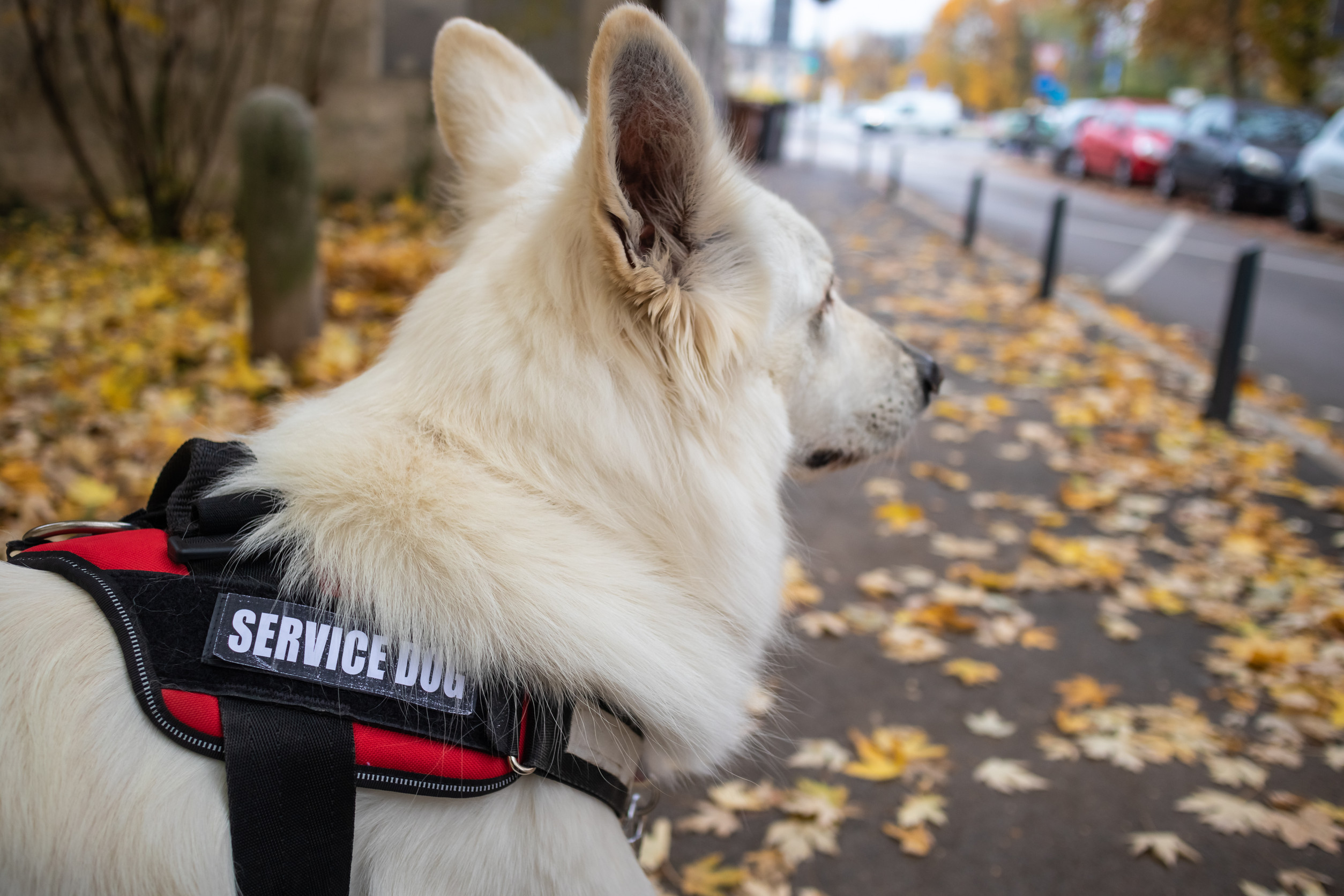 Service Dog Breeds