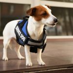 Service Dog Breeds