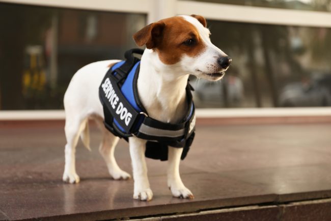 Service Dog Breeds