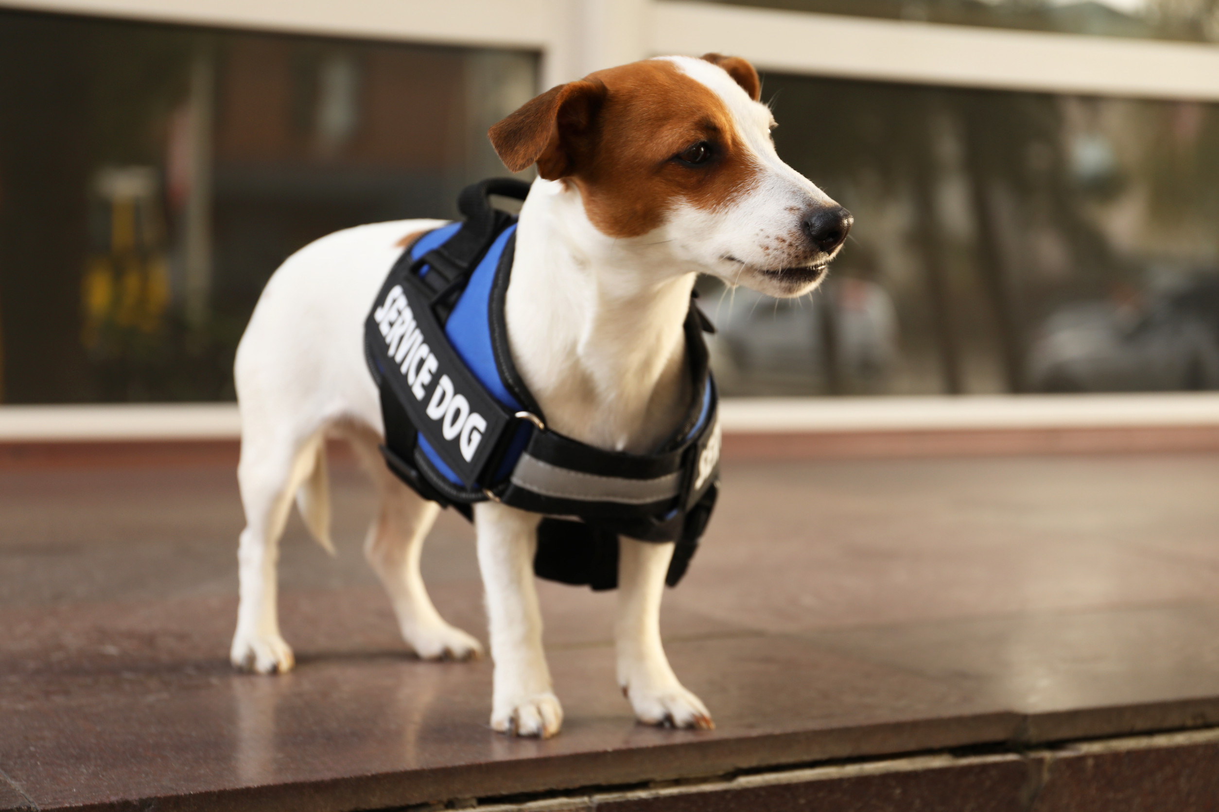 Service Dog Breeds