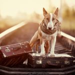 pet-friendly destinations