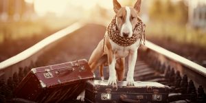 pet-friendly destinations