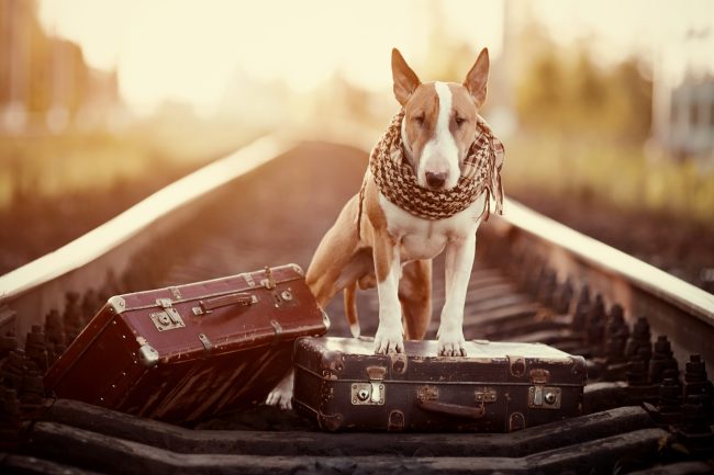 pet-friendly destinations