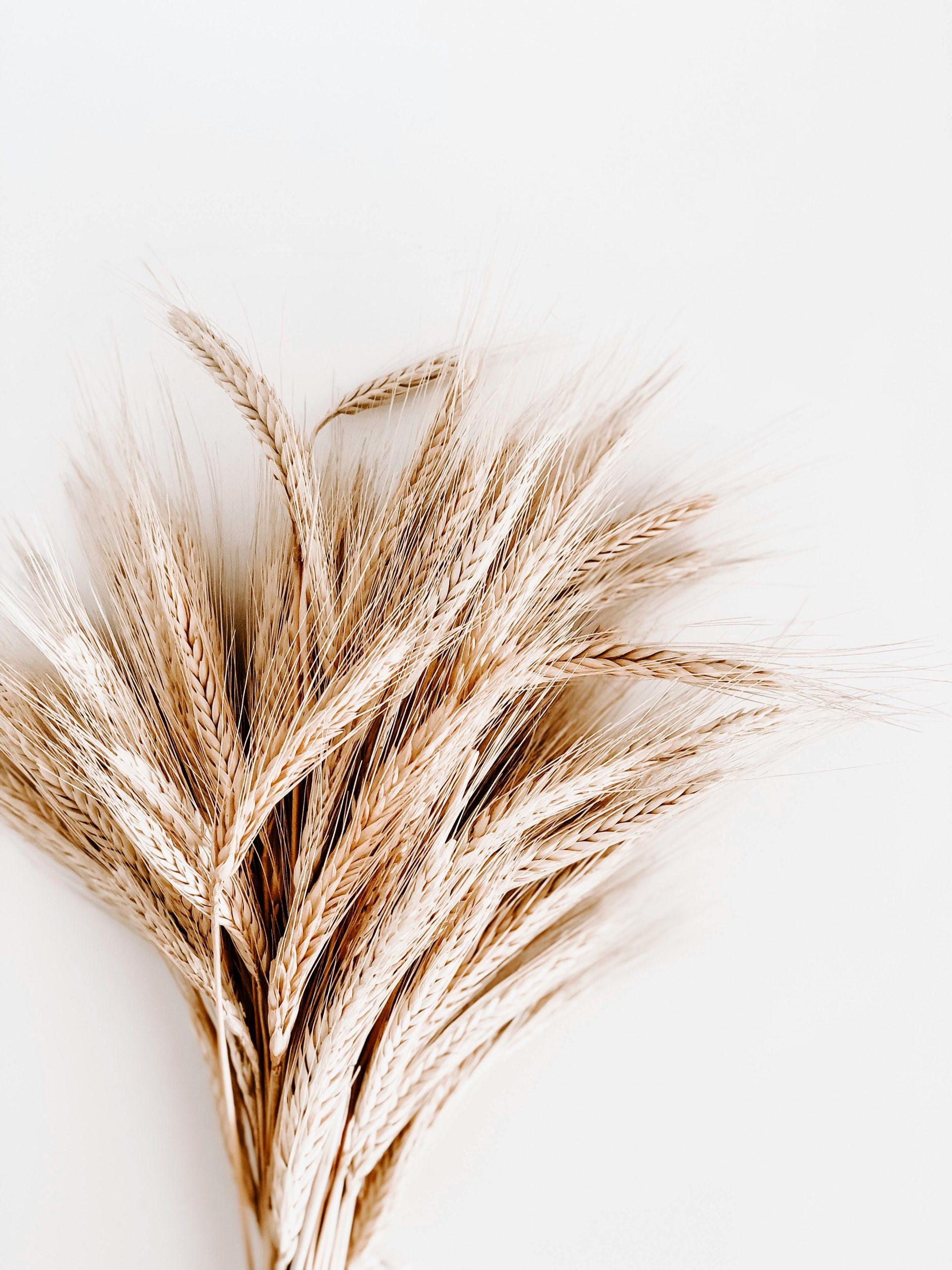 7 Great Brands For People That Can Only Eat Gluten Free Foods