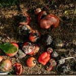 Is Food Waste Really Necessary: 5 Things Grocery Stores Could Do To Help The Poor