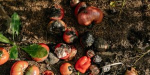 Is Food Waste Really Necessary: 5 Things Grocery Stores Could Do To Help The Poor