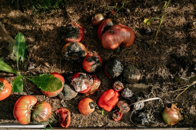 Is Food Waste Really Necessary: 5 Things Grocery Stores Could Do To Help The Poor