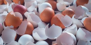 uses for eggshells