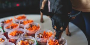 homemade dog food