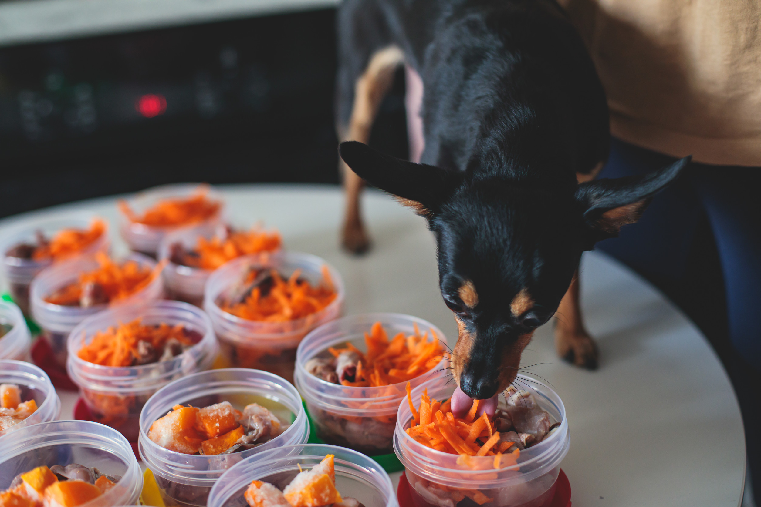 homemade dog food