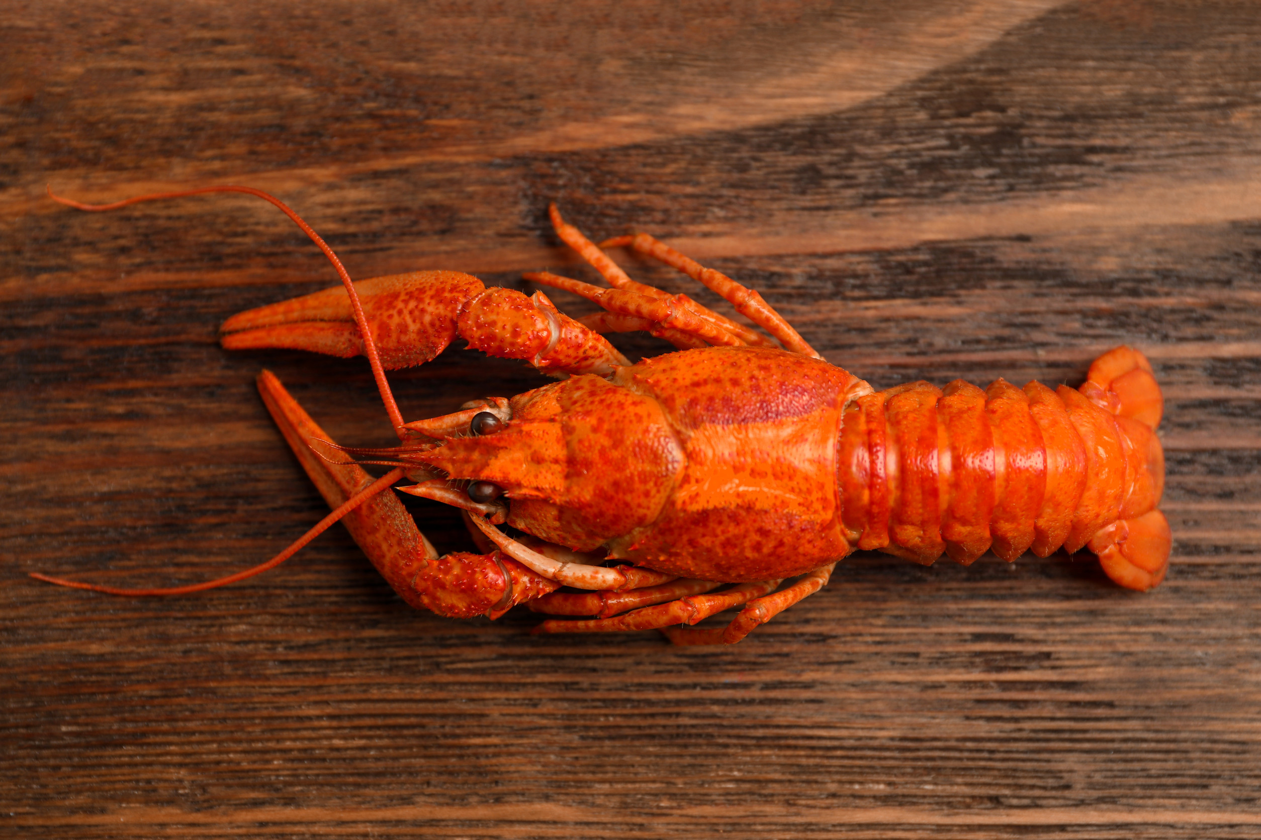 Red Lobster