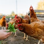 raising backyard chickens