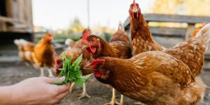 raising backyard chickens