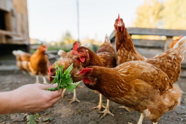 raising backyard chickens