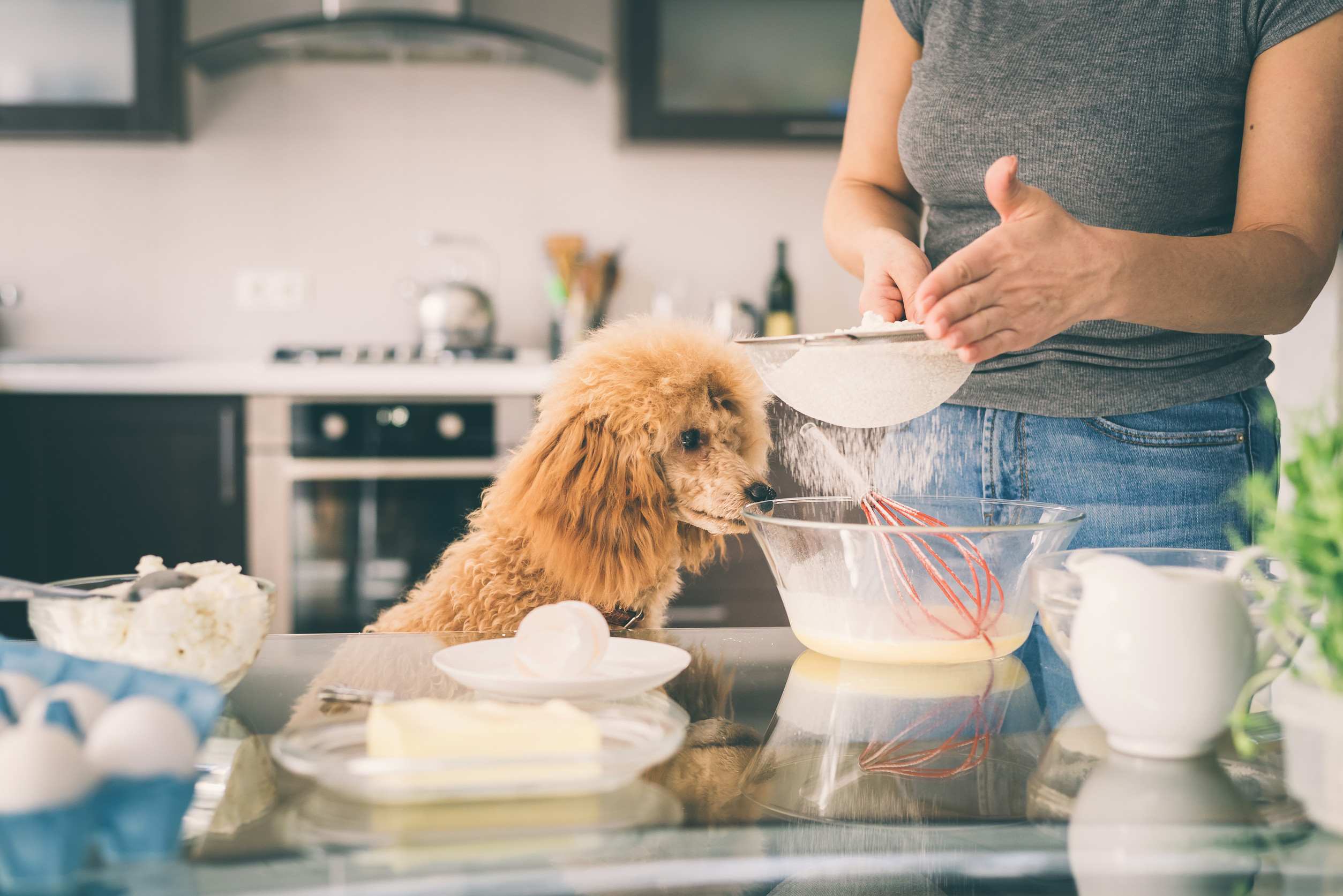 homemade dog food recipes