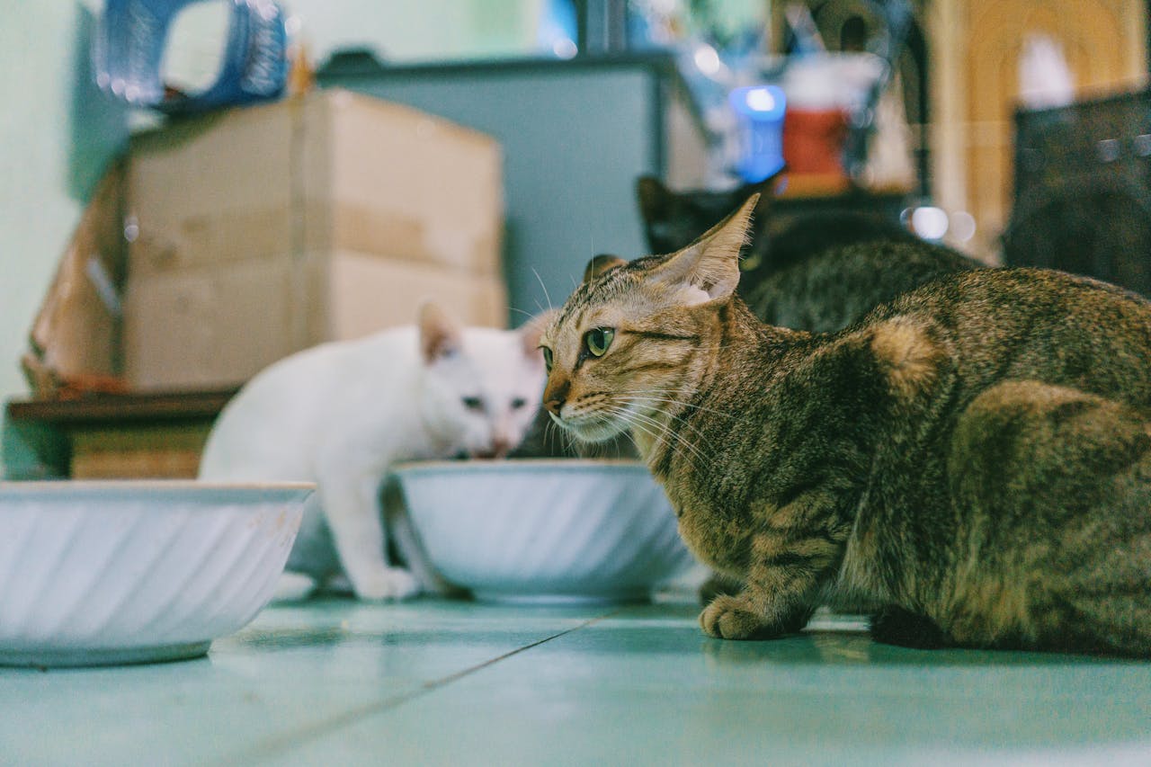 cat food