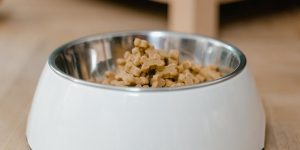 dog food