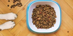 dog kibble