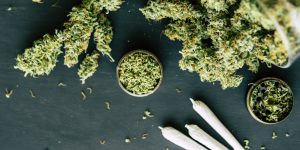 daily cannabis use