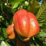 Ackee - banned foods