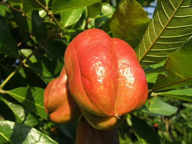 Ackee - banned foods