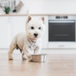 Dog food in bowl