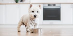 Dog food in bowl