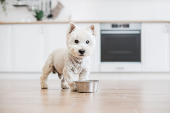 Dog food in bowl