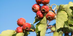 heart medication interactions