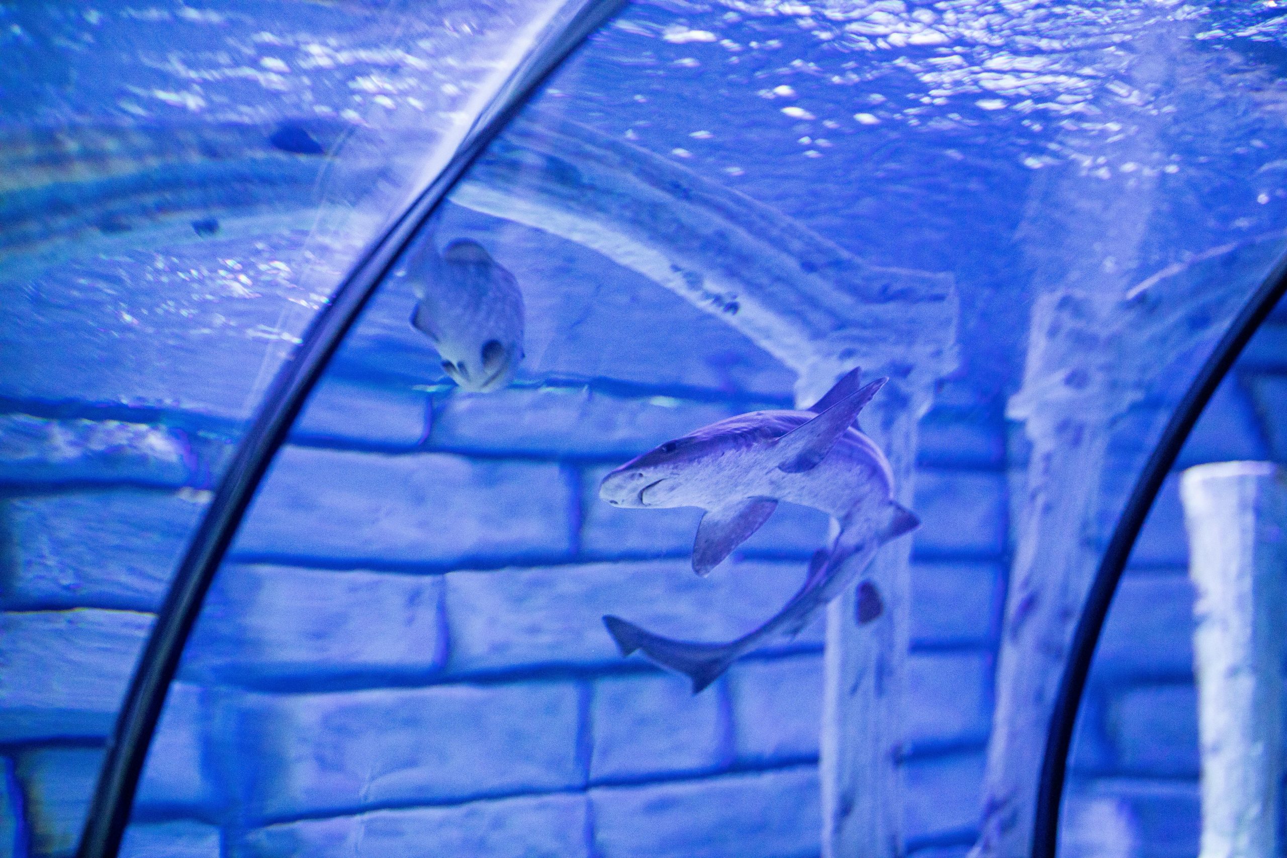 4. Restaurants with Prominent Live Tanks