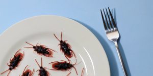 dining experience
