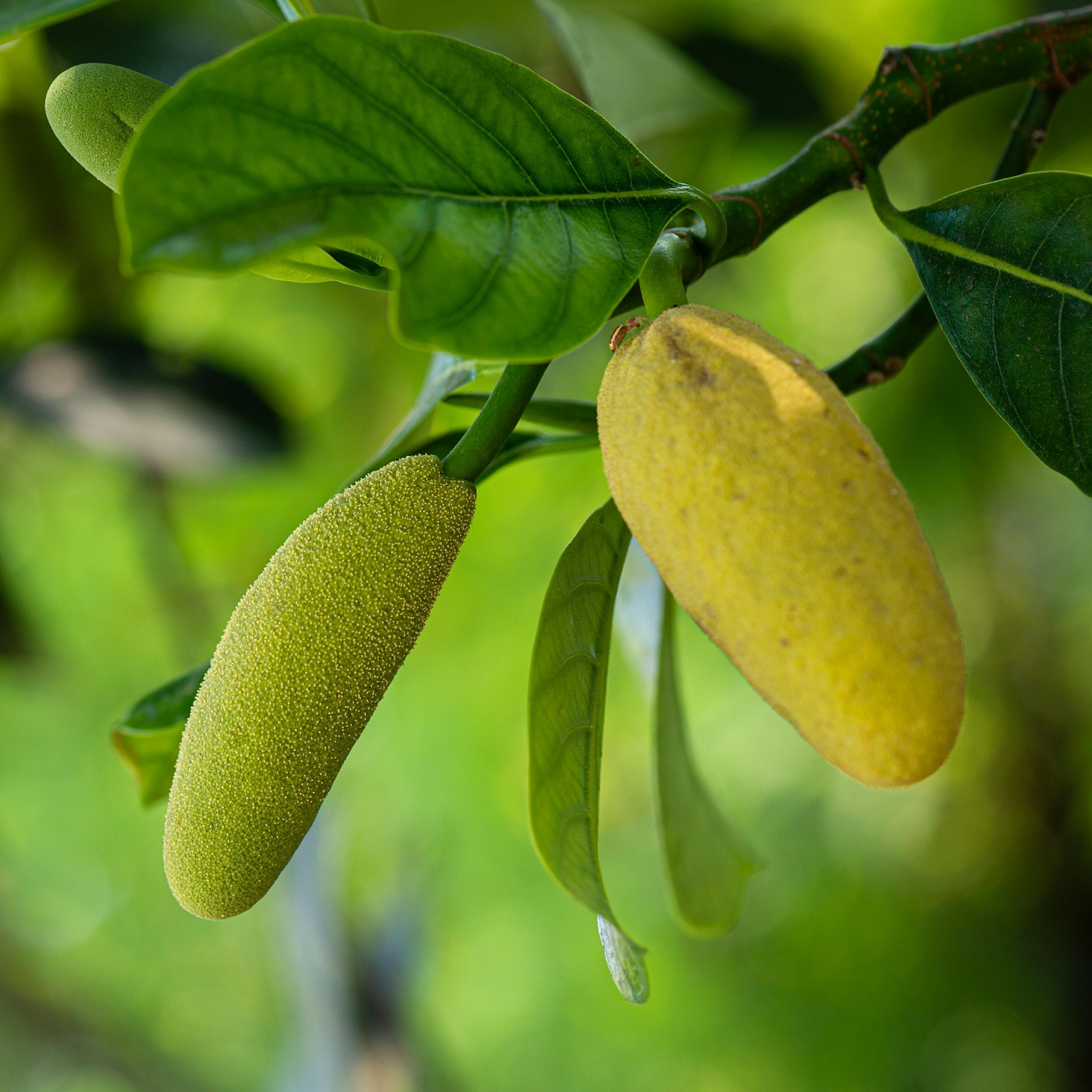 8. Jackfruit (Sold Fresh and Prepared)