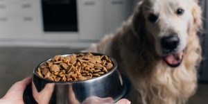 banned pet food