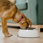 6 Pet Products Pulled Due to Contamination Risk