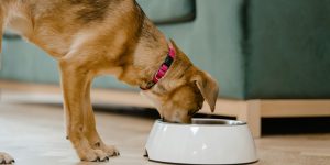 6 Pet Products Pulled Due to Contamination Risk