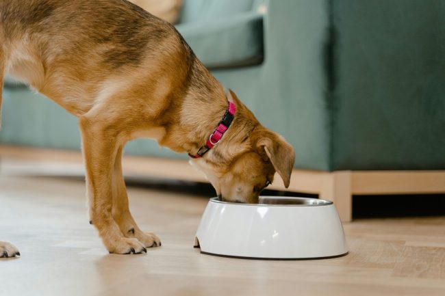 6 Pet Products Pulled Due to Contamination Risk