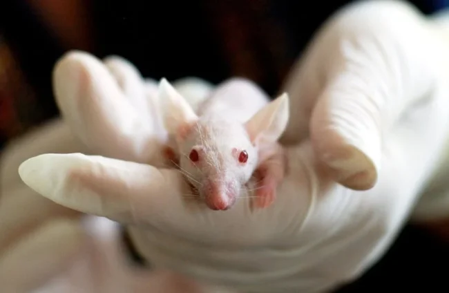 animal-mouse-experiment-laboratory-159483 animal testing