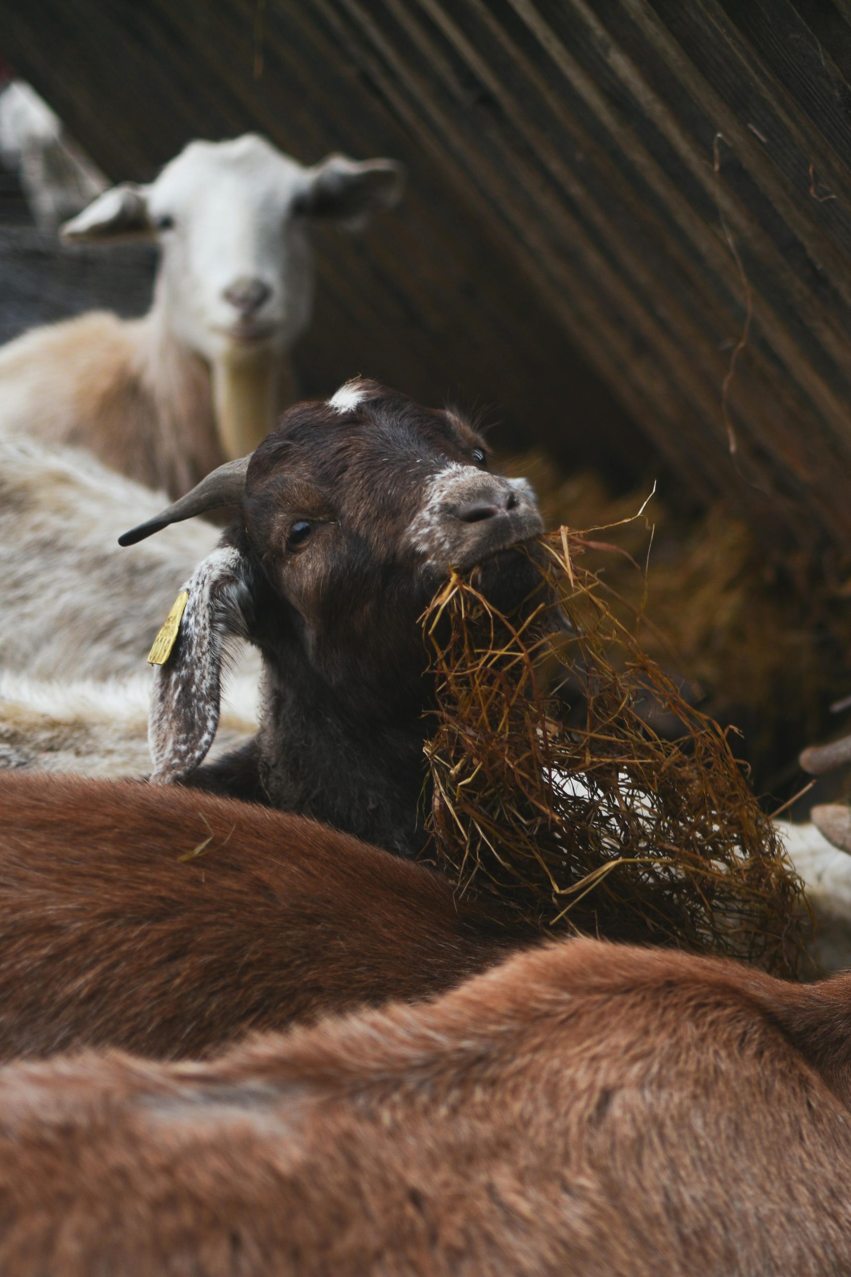 The Final Option: Animal Feed and Compost