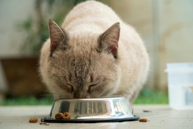 7 Times Pet Food Was Recalled Without National Coverage